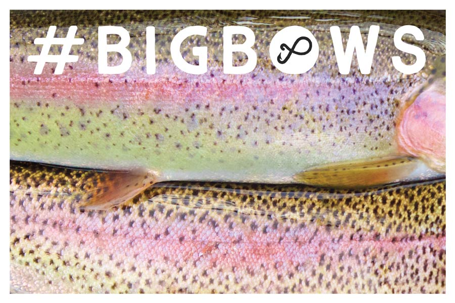 Past Boxes: February Trout