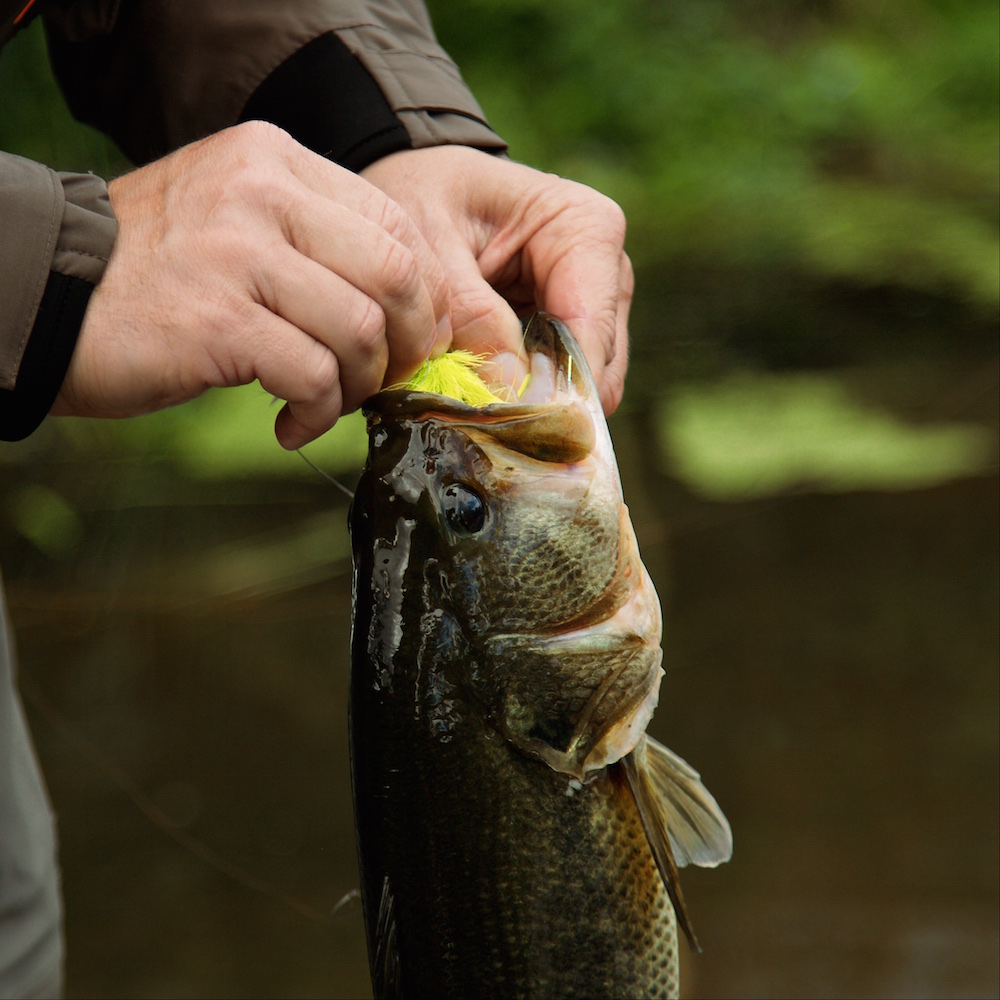 Learn What Flies Work For Bass This Time Of Year