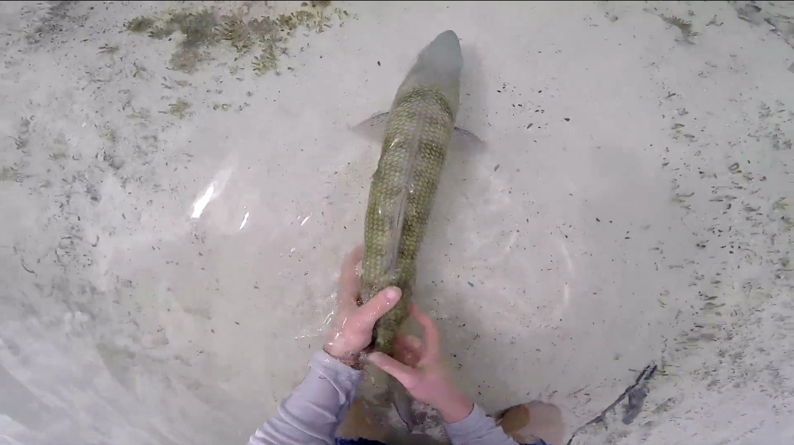 Thank You, Internet: Bonefish from the SUP