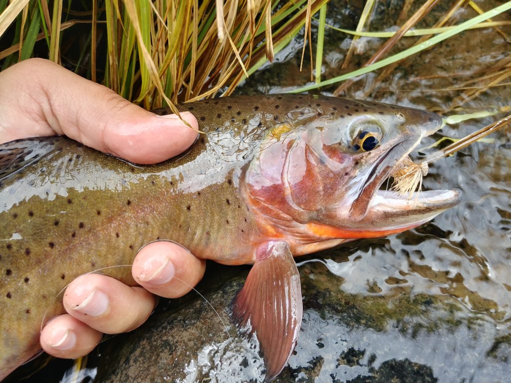 Your Guide to Fishing Dry Flies in the Fall The Wade