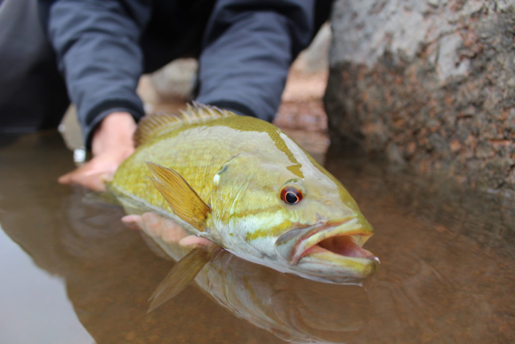 Fly Fishing For Smallmouth Bass Gear Essentials The Wade