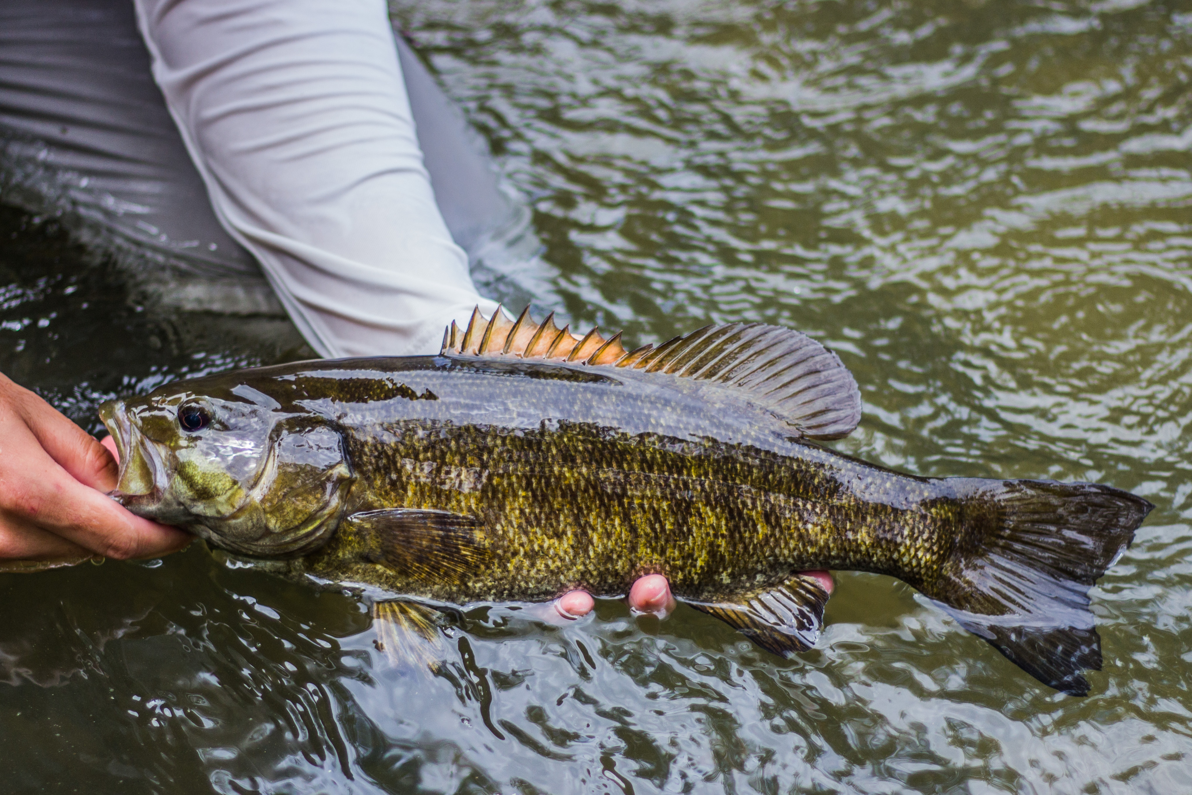 Late Summer Tactics for Smallmouth Bass