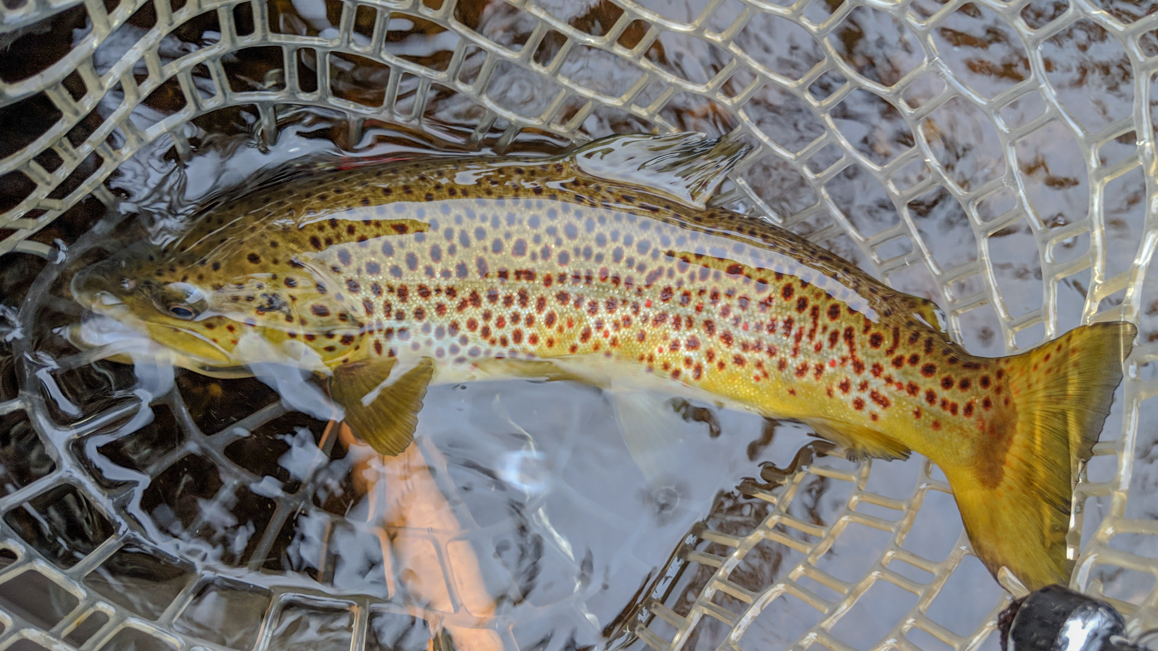 Game Fish of the Week: Brown Trout