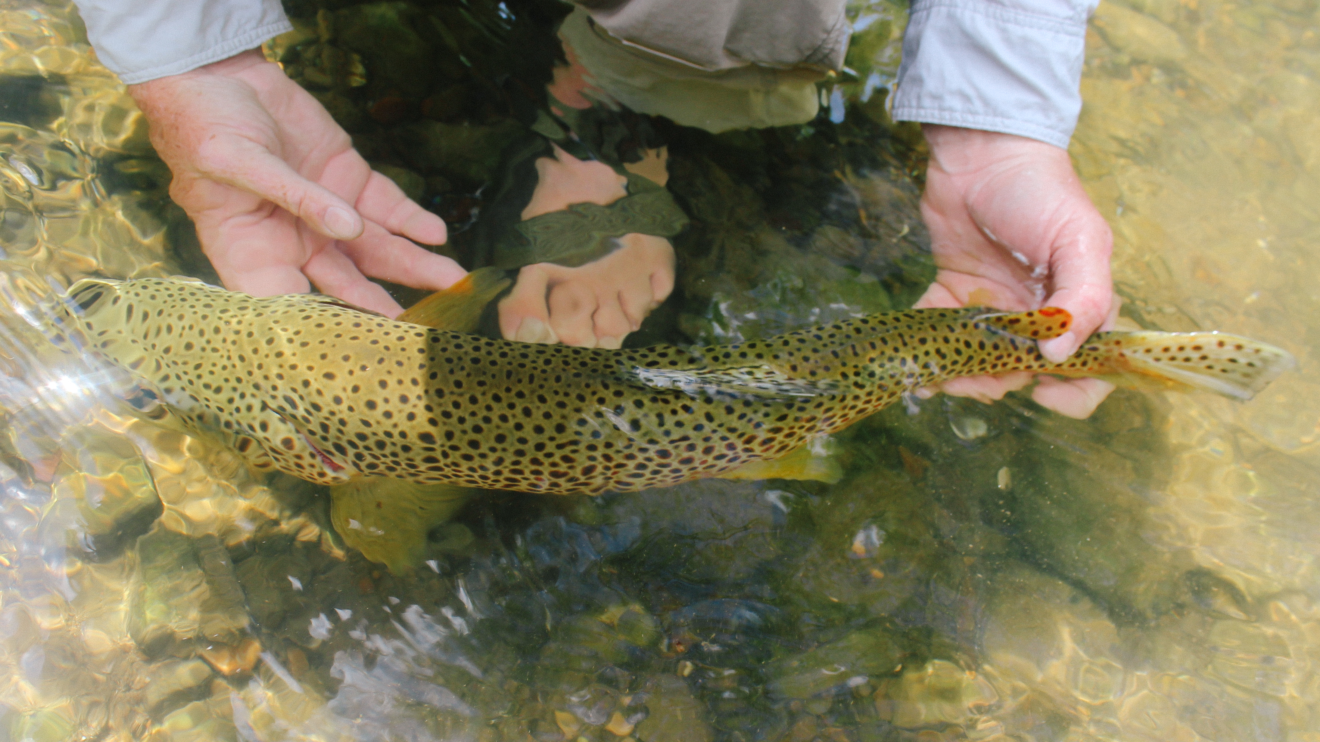 You Never Forget Your First: A Brown Trout Story