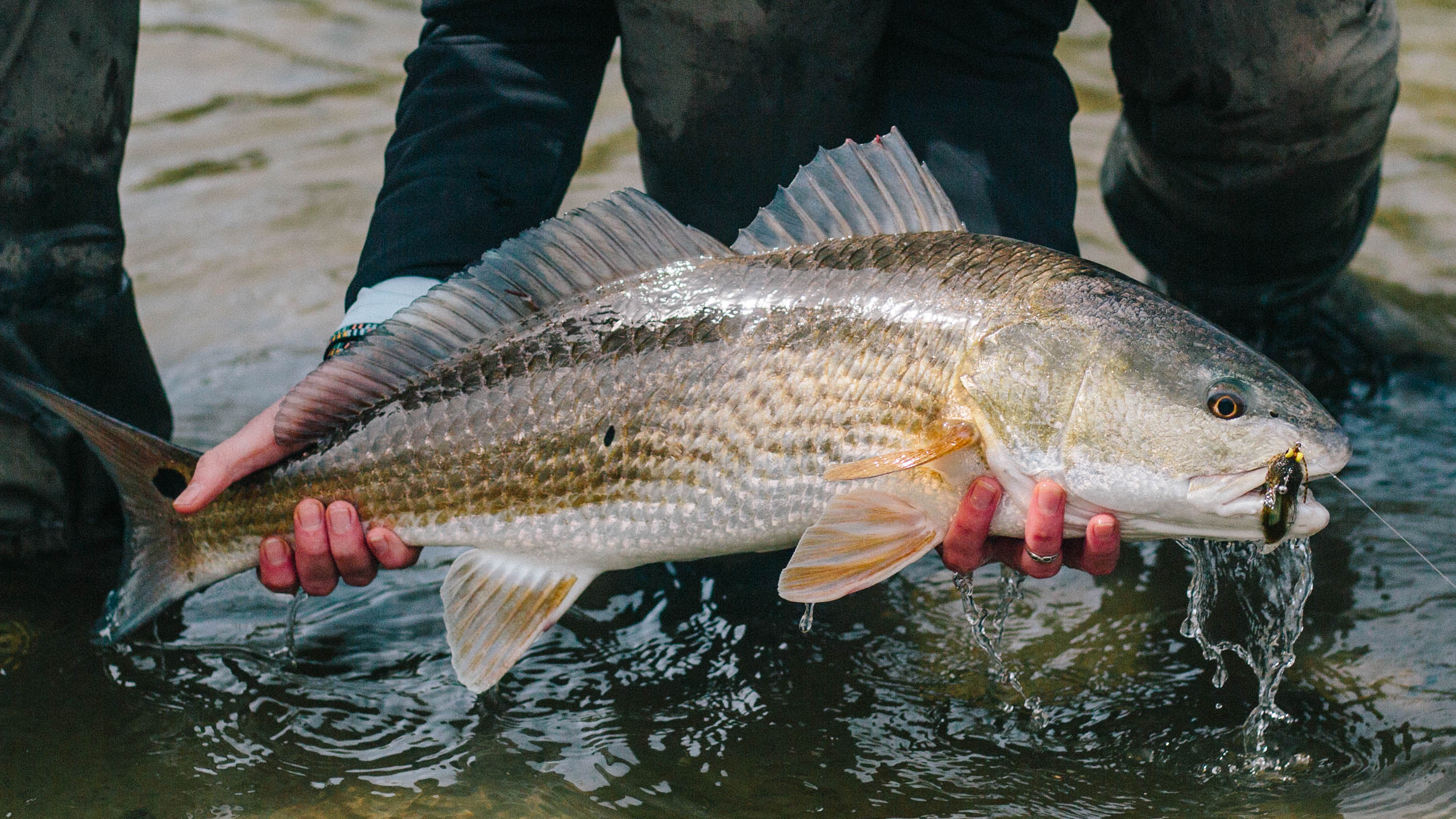 4 Gear Essentials for Wading for Redfish
