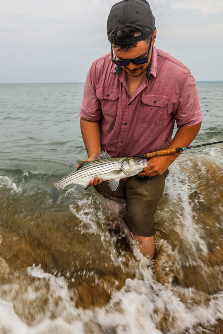 What You Need to Start Fly Fishing for Schoolie Striped Bass The Wade