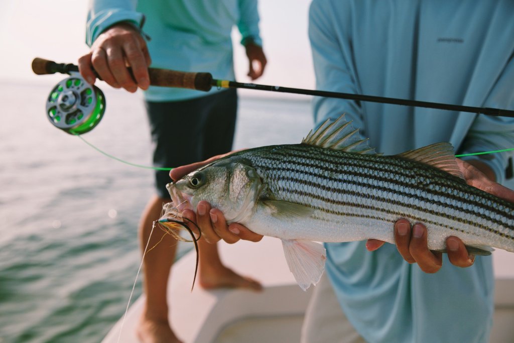 What You Need to Start Fly Fishing for Schoolie Striped Bass The Wade