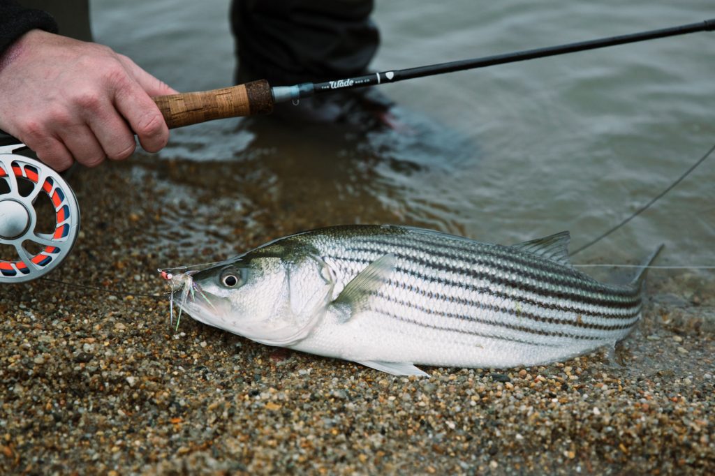 What You Need to Start Fly Fishing for Schoolie Striped Bass - The Wade
