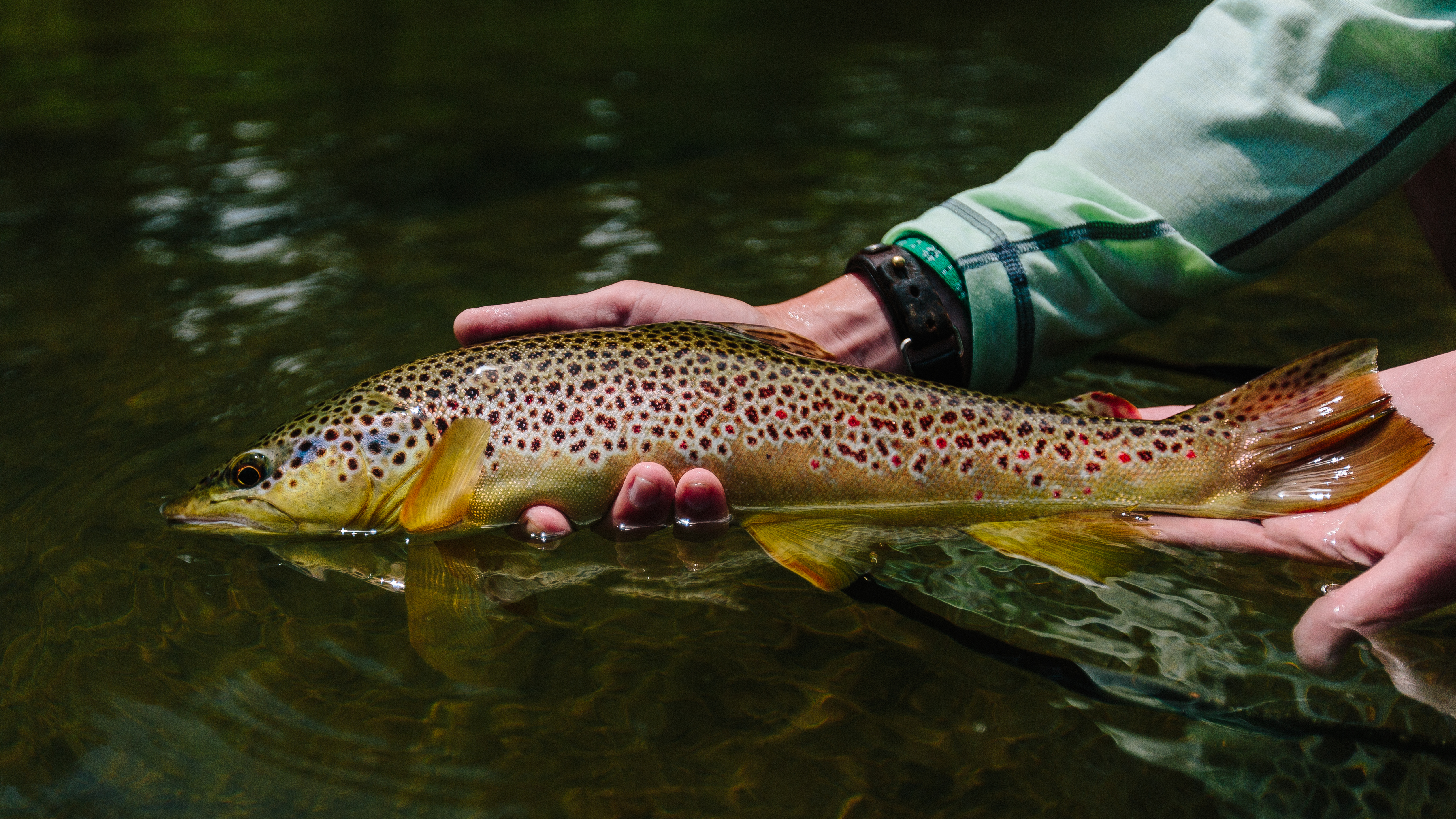 Where to Find Trout During the Summer Heat