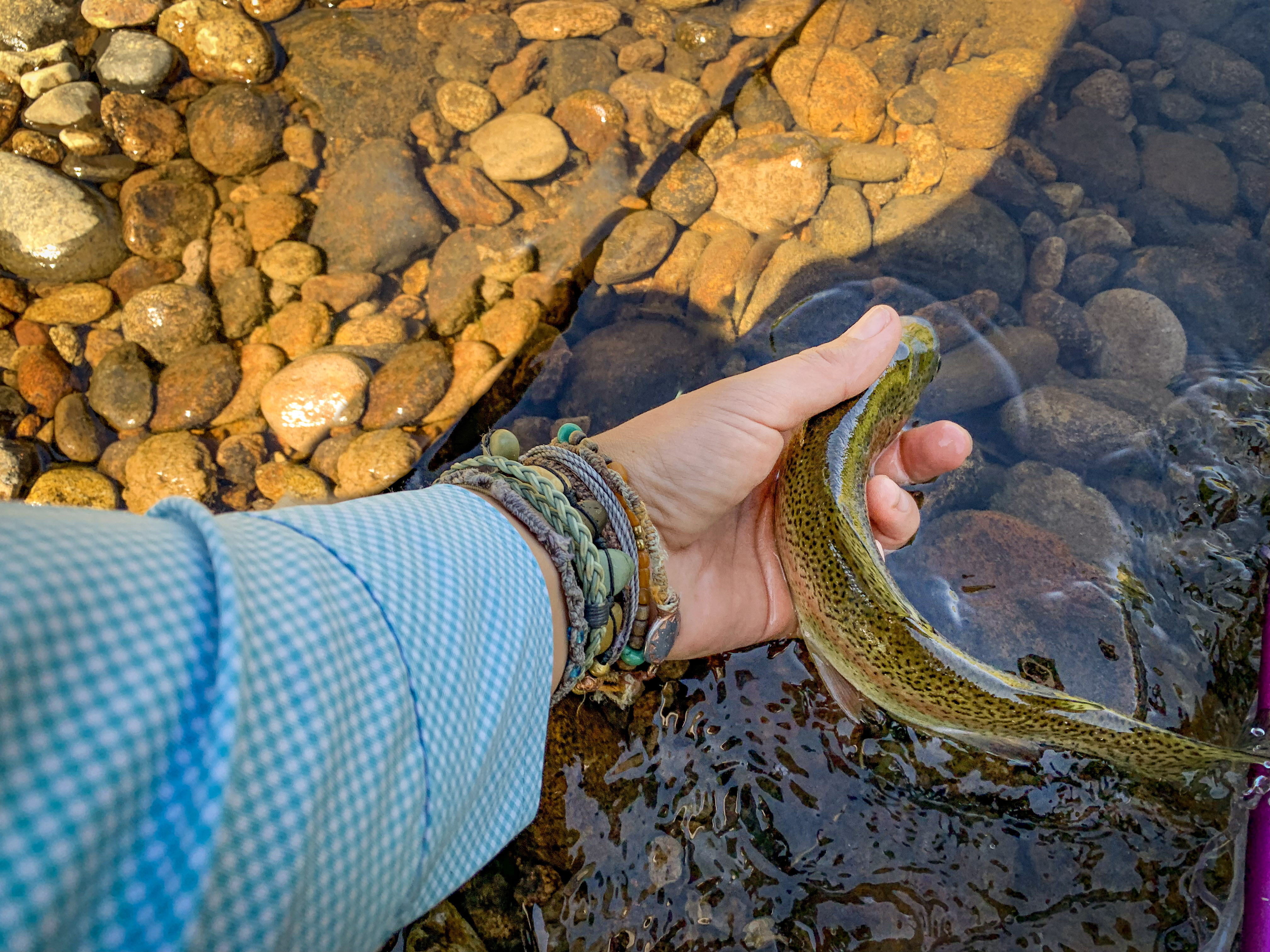 Weekend Chase: Late Summer High Country Trout