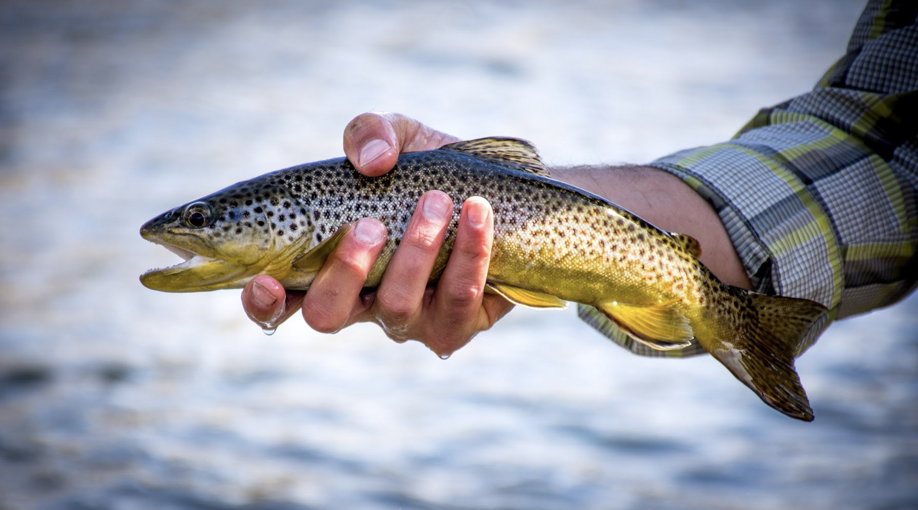 5 Catch and Release Tactics for Fly Anglers