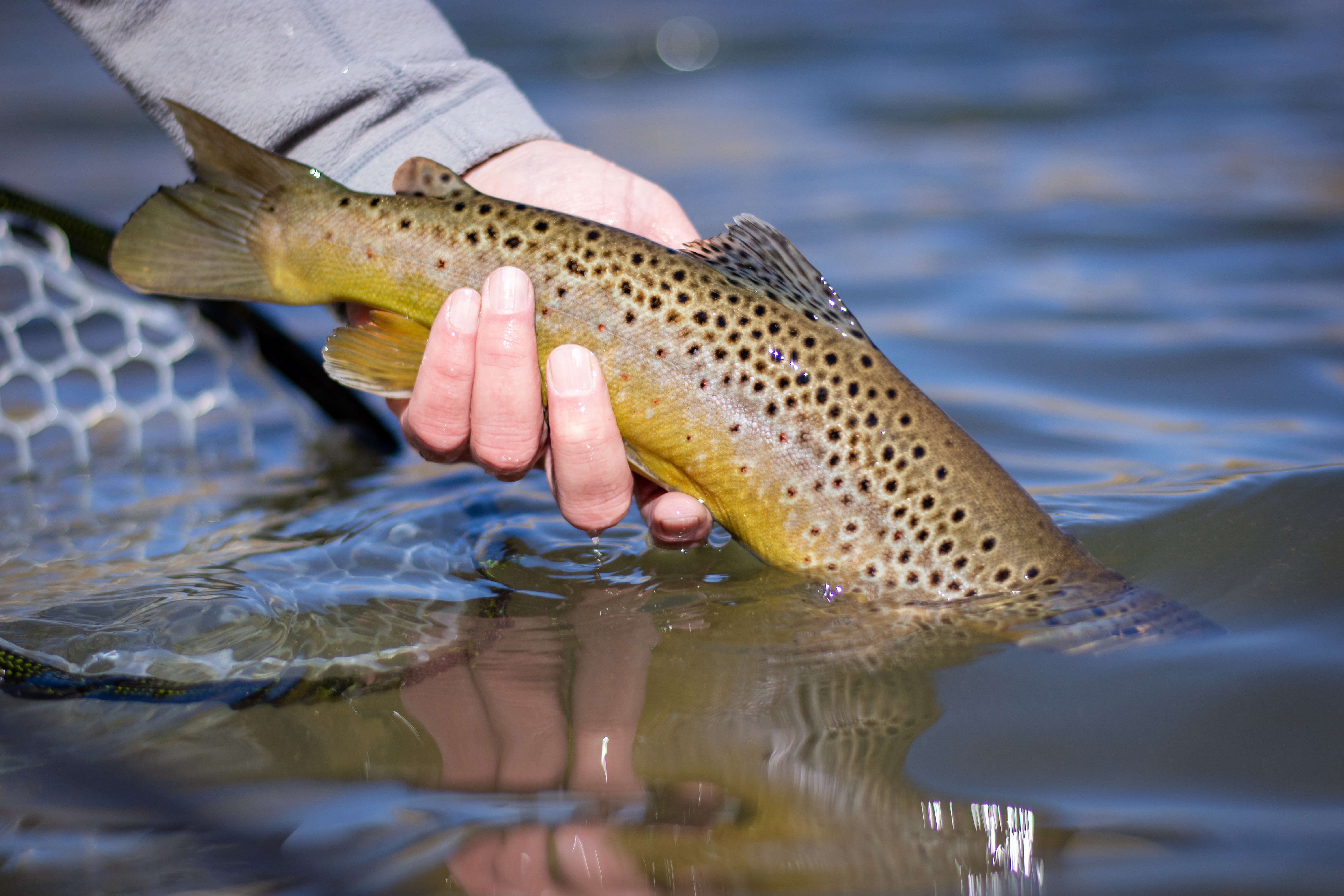 Weekend Chase: Fall Browns on the Rio Grande