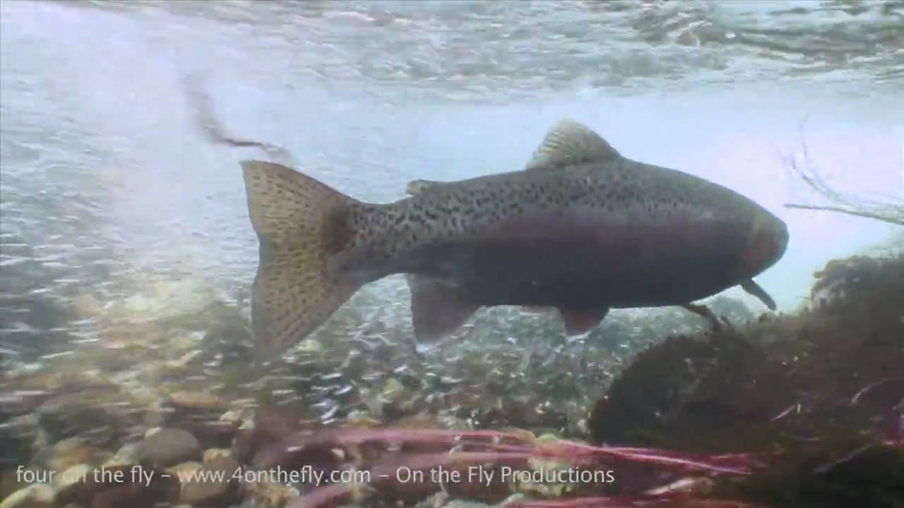 5 Things to Do While Trout are Spawning The Wade