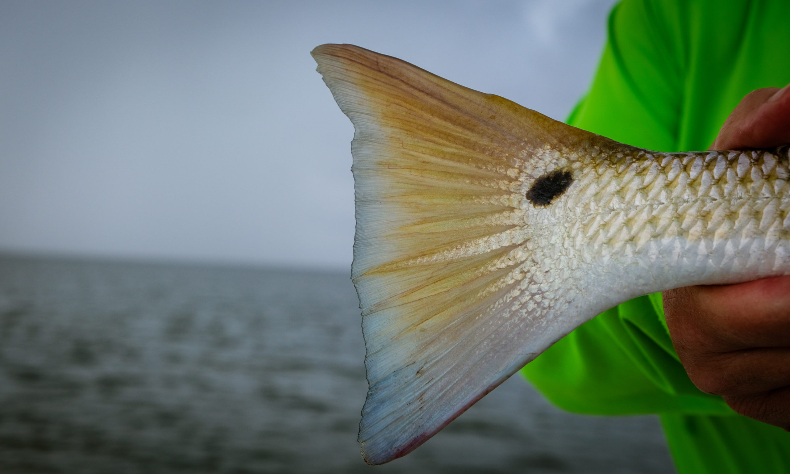 Will Travel for Fish: Redfish Redemption Run